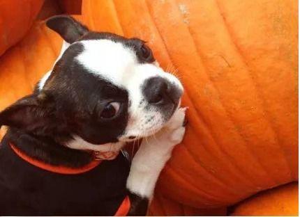 小狗可以吃鲜瓜