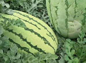 鄂子瓜怎么吃,解锁美味新体验