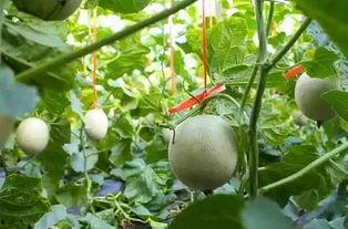 吃网纹瓜视频大全,视频大全带你领略瓜香四溢