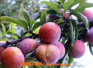 李黑李子吃瓜,揭秘娱乐圈幕后故事