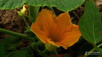 荀瓜花怎样吃,解锁美味新境界