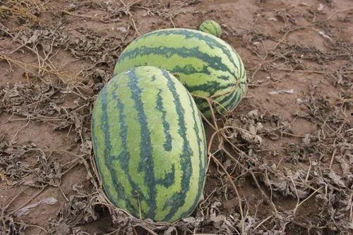 吃瓜小模型,吃瓜小模型带你领略明星幕后故事