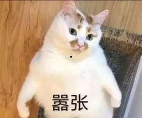 吃瓜成为团宠,吃瓜达人如何成为团宠焦点