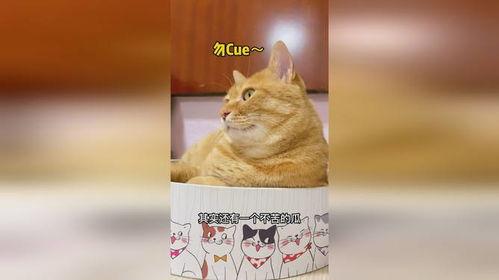 吃瓜老猫,揭秘娱乐圈那些不为人知的幕后故事