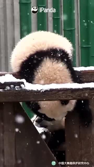 吃瓜小熊新疆,吃瓜小熊的甜蜜探险之旅