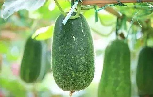 吃瓜有哪些种类,揭秘各式各样的“瓜”种类